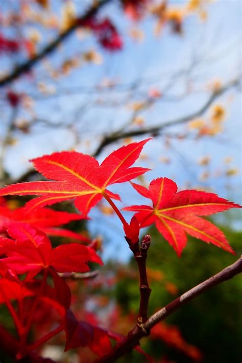 紅楓